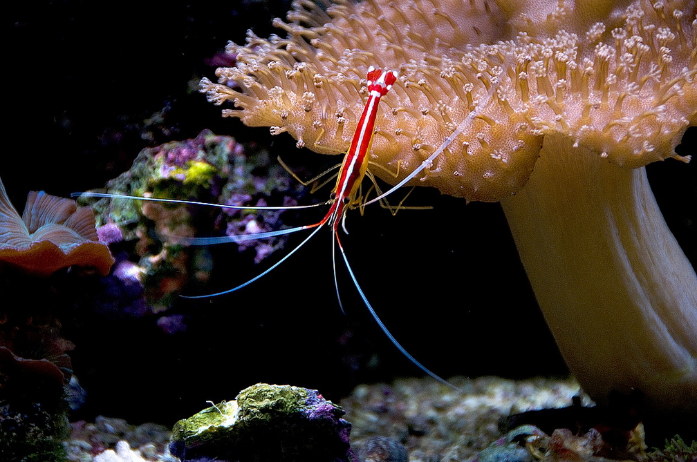 DSC_0231.jpg