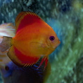 DSC 0241