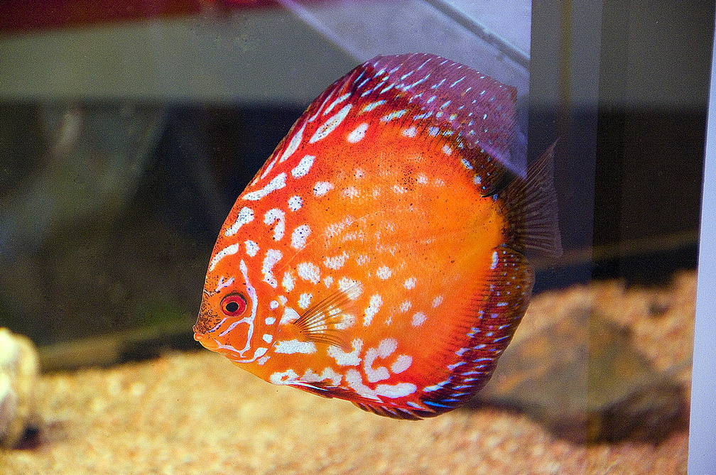 DSC_0243.jpg