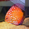 DSC 0243