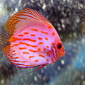 DSC 0244