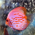 DSC 0246