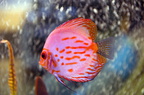 DSC 0246
