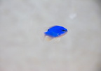 DSC 0299