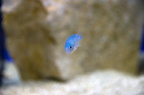 DSC 0386