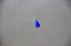 DSC 0394