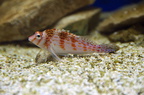 DSC 0669