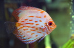 DSC 0729