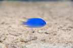 DSC 1093