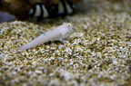 Aquariophilie