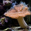 copieDSC 0230