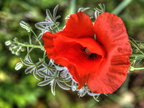 Coquelicot 02