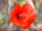 Coquelicot 04