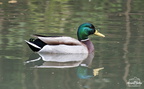 Canard Colvert