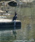 Cormoran