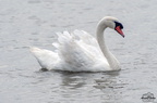 Cygne