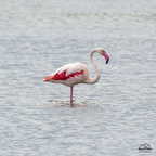 Flamant Rose