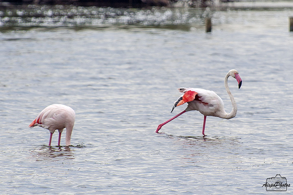 _DSC7105.jpg