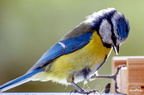 Mésange Bleue