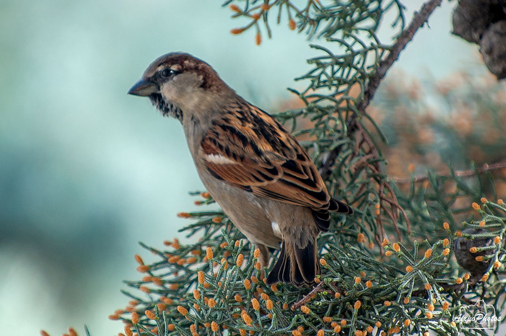 _D700635.jpg