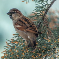  D700637