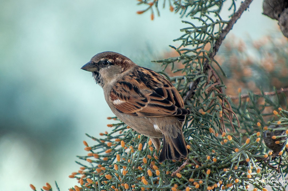 _D700649.jpg