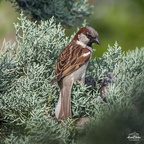 Moineau Domestique