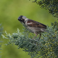  D701159