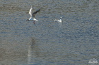 Mouette Rieuse