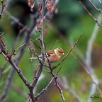 Pinson des arbres