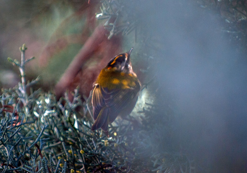_D701747.jpg