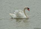 Cygne