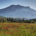 Ste Victoire Coquelicots