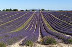 Plateau de Valensole